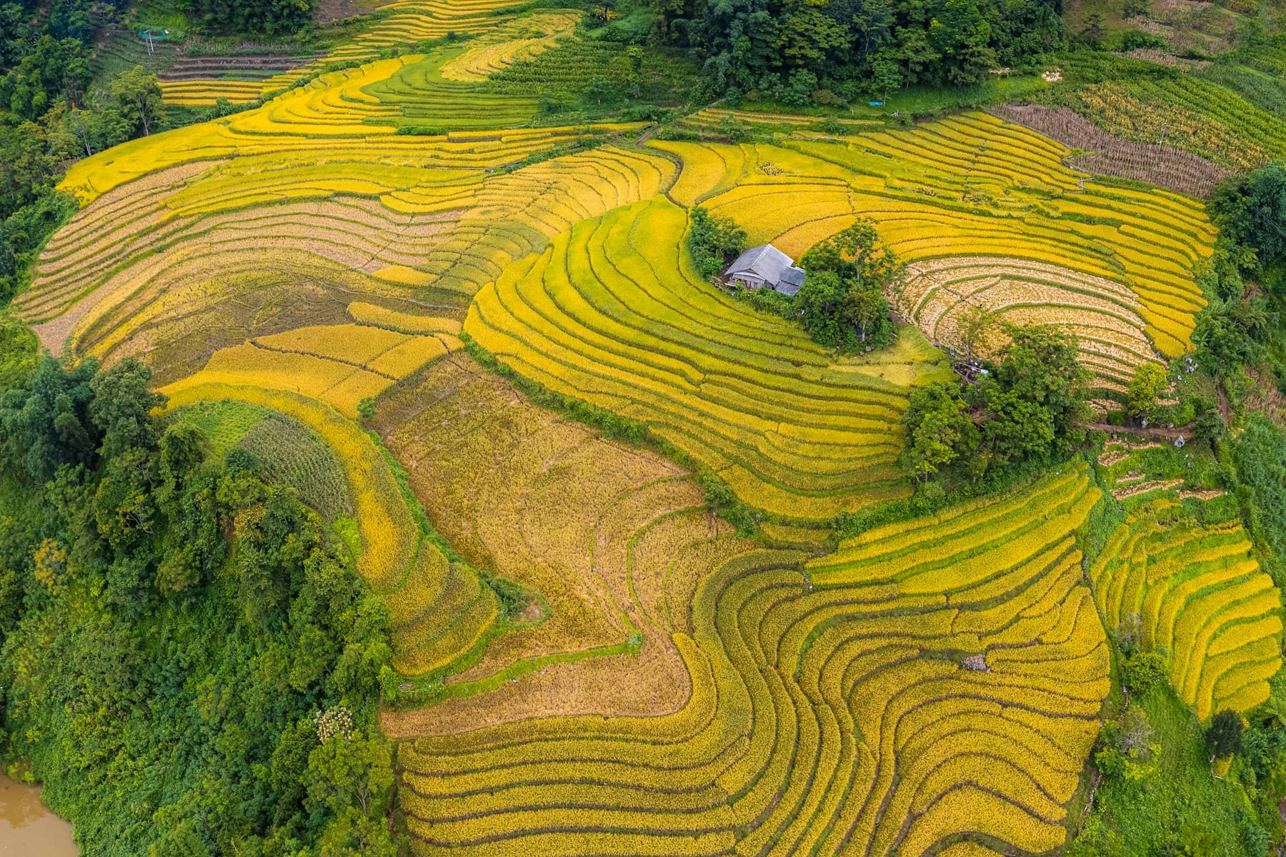 Ruộng bậc thang lúa chín vàng nhìn từ trên cao ở Sa Pa