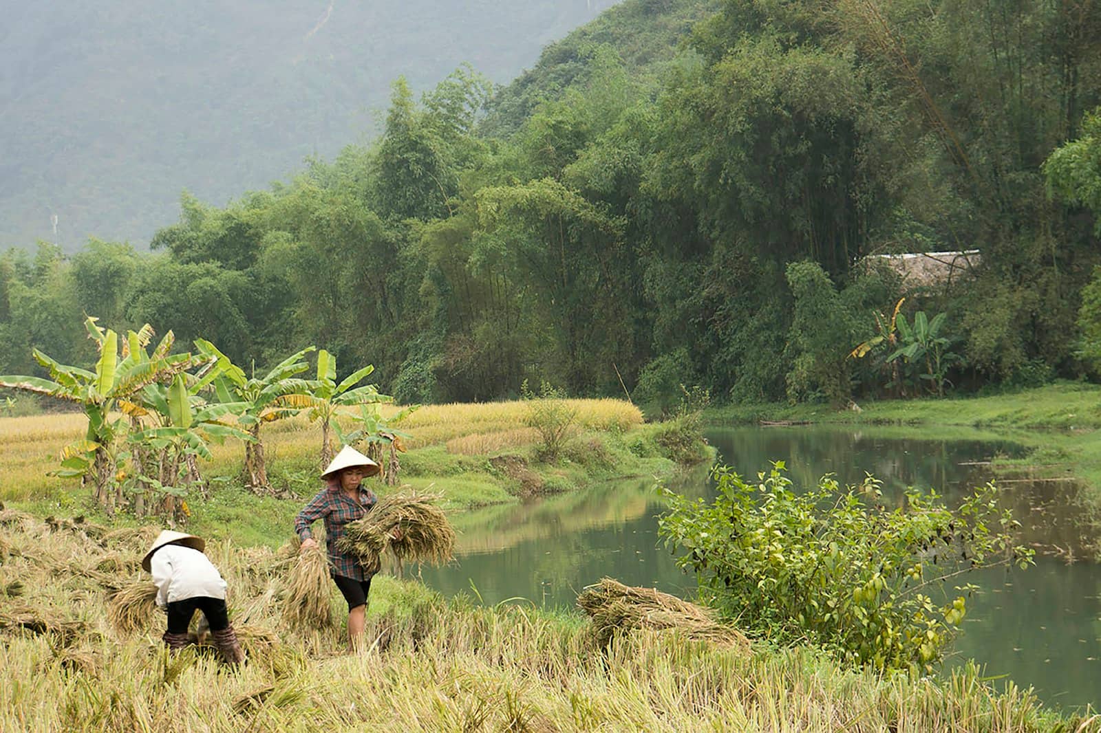 Hai người nông dân đội nón lá gặt và bó lúa chín bên dòng sông ở Mai Châu