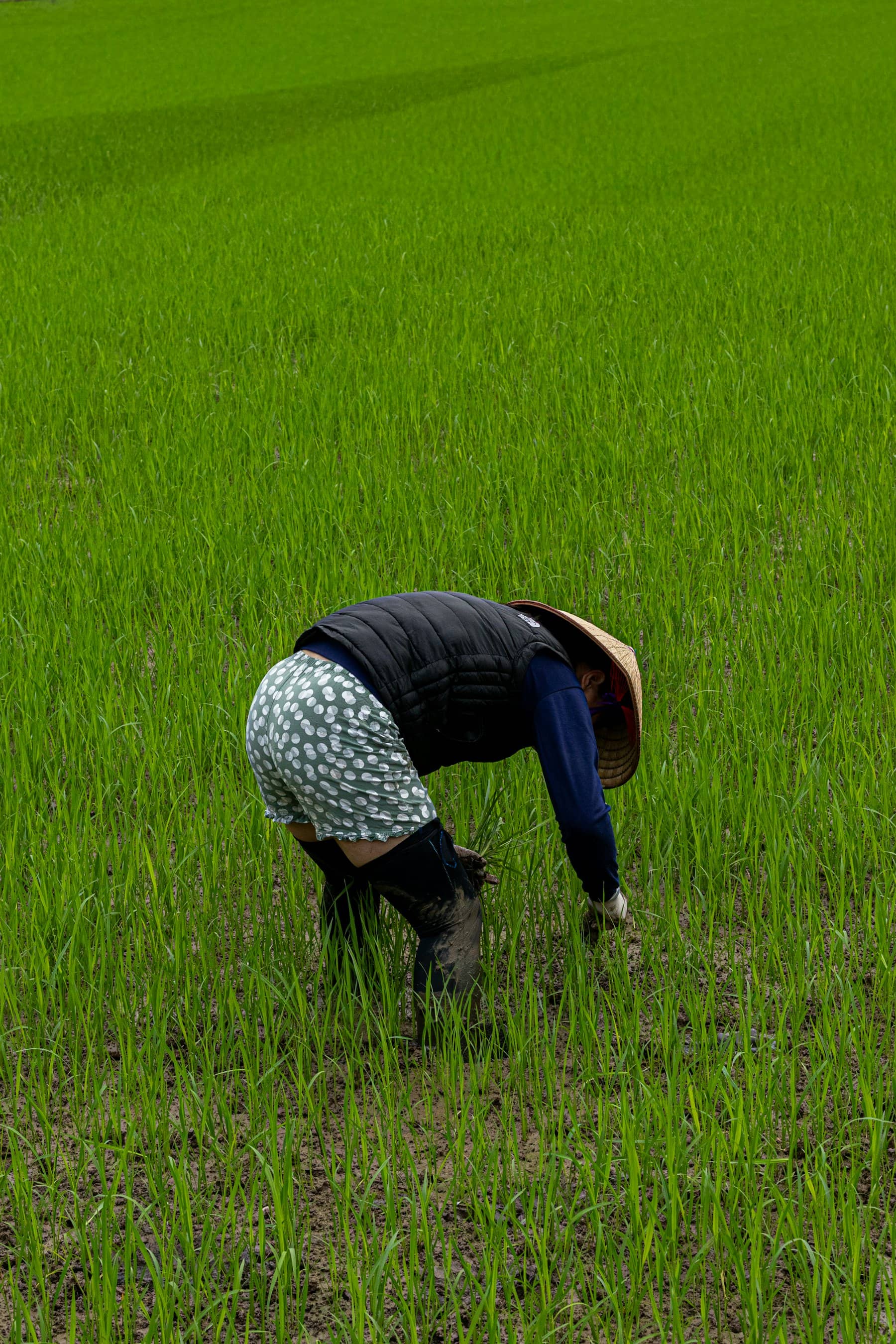 Người nông dân đội nón lá đang cấy lúa trên cánh đồng xanh ở Ninh Bình