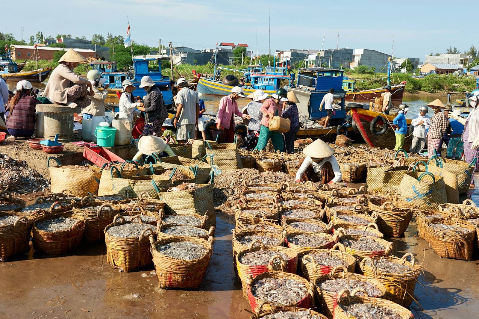 Bến cá tấp nập với nhiều thúng cá tươi, người đội nón lá phân loại cá, phía sau là tàu cá xanh